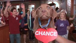 SPCA Wake County Take A Chance on me Pet Adoption Video Photo