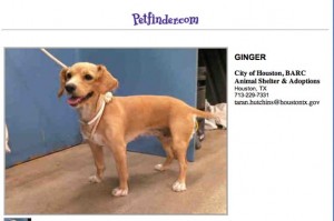 dog in need of adoption at houston barc