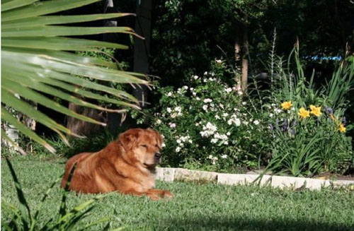 Dash, the rescue dog relaxing