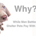 Shelter Dog asks why