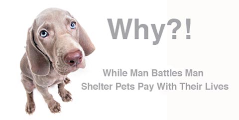 Shelter Dog asks why