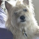 Toby is a rescue dog, a cairn terrier mix