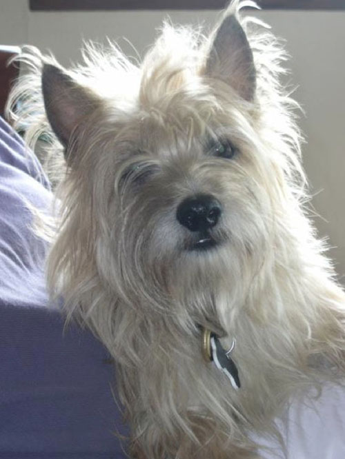 Toby is a rescue dog, a cairn terrier mix