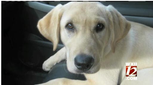 dog saves kittens from roadside