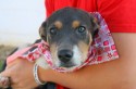 Gonzales Texas Animal Shelter dog