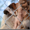 Tick-infested uvalde shelter dog in animal seizure texas shelter