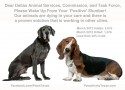 dallas animal services commission wake up pets are dying in your care