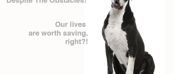 no kill obstacle animal rescue photo