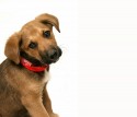 Texas-shelter-pets-need-a-voice