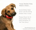 Texas shelter animals need a voice image