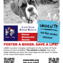 boxer-animal-rescue-volunteer-recruitment