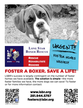 boxer-animal-rescue-volunteer-recruitment 