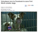networking to save fort worth animal shelter pets