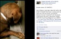 an owner surrendered dog scared and depressed at the animal shelter
