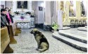 Ciccio dog attends italian mass after owner dies photo