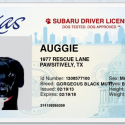 Cute Facebook app by Subaru lets you create a driver's license for your pets!