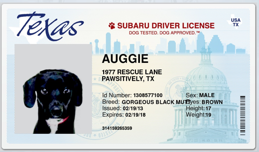 Auggie_Doggie_Cute