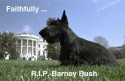 Barney Bush first dog passes away photo
