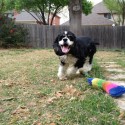 Tucker: Adorable Cocker Spaniel playing fetch