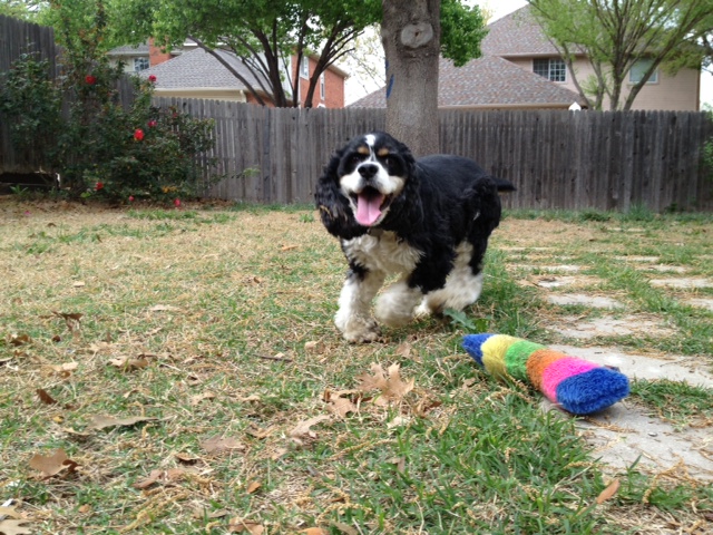 Tucker: Adorable Cocker Spaniel playing fetch