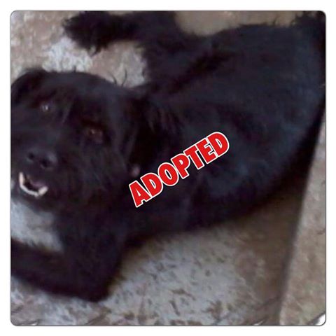 Adopted dog from De Leon, Texas animal shelter