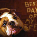 Best Day of my Life - Bulldog Adoption Video by American Authors with Georgia English Bulldog Rescue