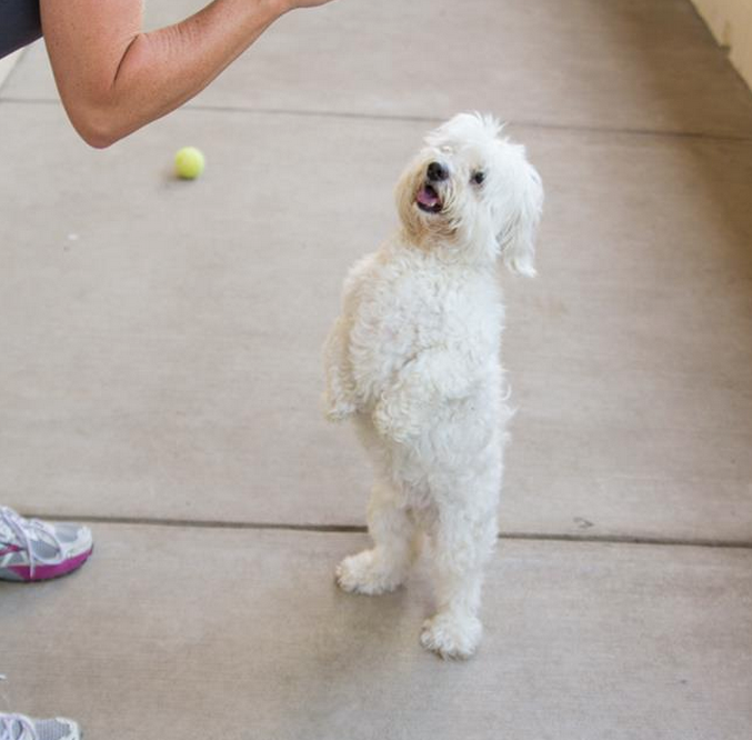 Cute photo of a shelter dog shared on Facebook helped this adorable dog get adopted!