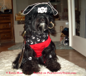 Talk Like a Pirate Day - Pirate Dog