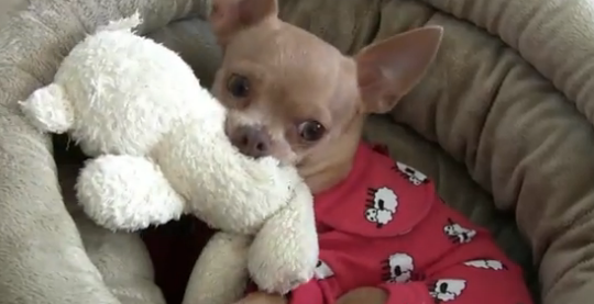 Tommy the Chihuahua loves his Teddy Bear