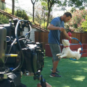 Lucky Dog a new CBS show starring rescue dogs and Brandon McMillan