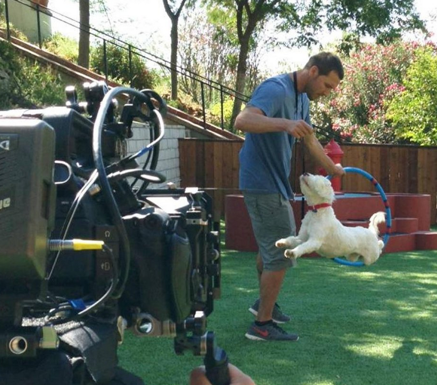 Lucky Dog a new CBS show starring rescue dogs and Brandon McMillan