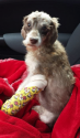 Dog in rescue after suffering horrific animal cruelty