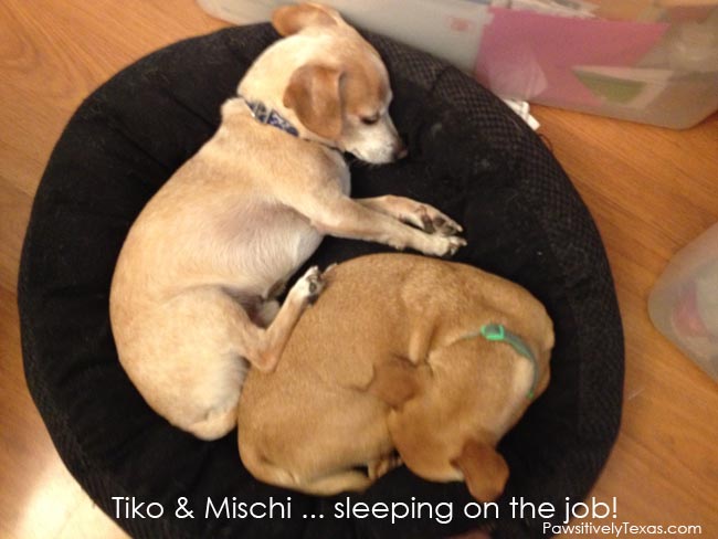 Tiko and Mischi ... two sleeping dogs