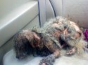 Abused dog saved by Corridor Rescue, Inc.