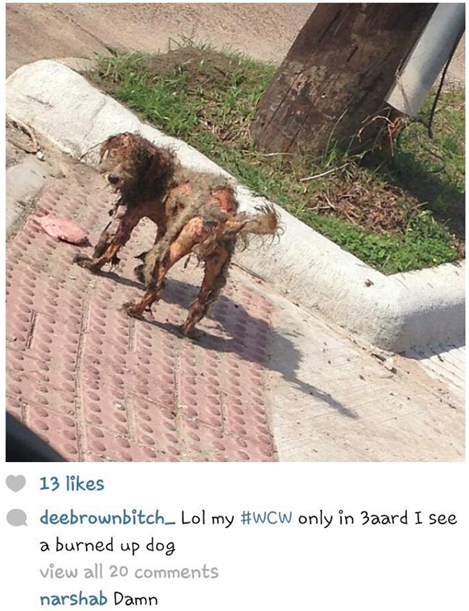 Burned dog living on the street in Houston's 3rd ward.