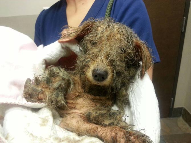 Precious dog saved from abuse and the streets in Houston