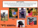 Dogs available for adoption from CRI Houston, Texas