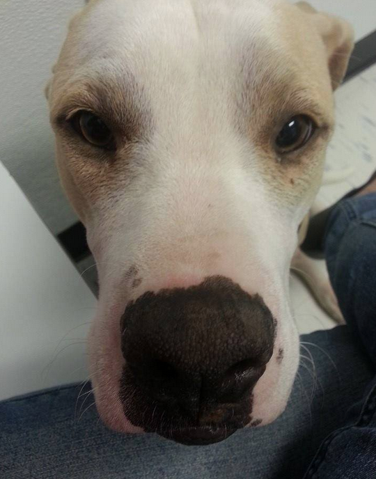 Elvis, adopted Texas dog at the vet