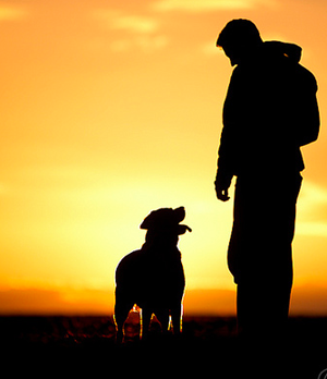 Hounds Helping Heroes Heal Veterans Day message