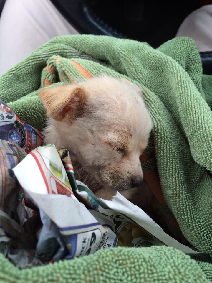 Puppy rescued from streets