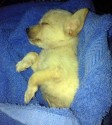 Rescued puppy sleeps as she fights for her life