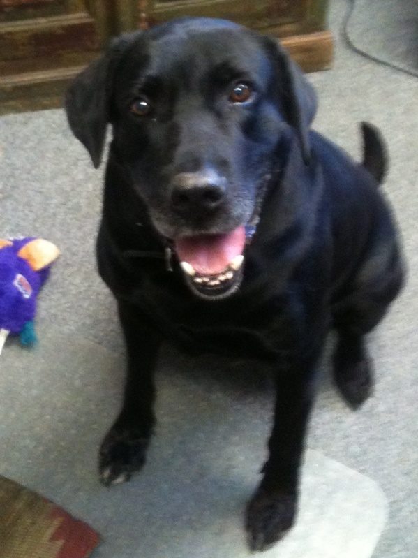 Drake, a Texas shelter dog fostered by a volunteer to save his life.