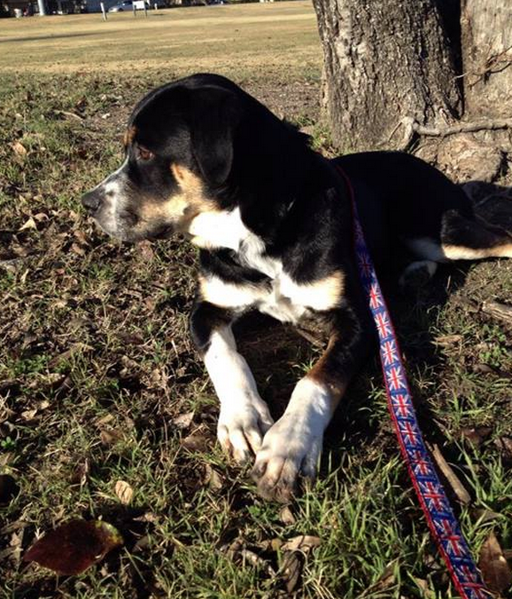 Adopted Dog From Weatherford Texas Animal Shelter