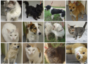 Purebred dogs and beautiful cats available for adoption at Klein, TX animal shelter