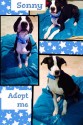 Sonny is a cute dog rescued from an animal shelter and is available for adoption (image).