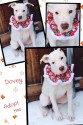 Dovie is a beautiful pit bull puppy available for adoption in Texas (image).