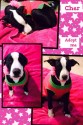 Cher is a cute rescue dog available for adoption in Dallas/Fort Worth, Texas (photo).
