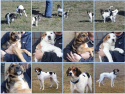 Dogs available for adoption or rescue in Cleburne Texas