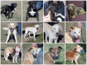 Adoptable dogs include lab and cute mutts in Cleburne, Texas