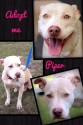 Piper is a pit bull available for adoption in North Texas (photo)